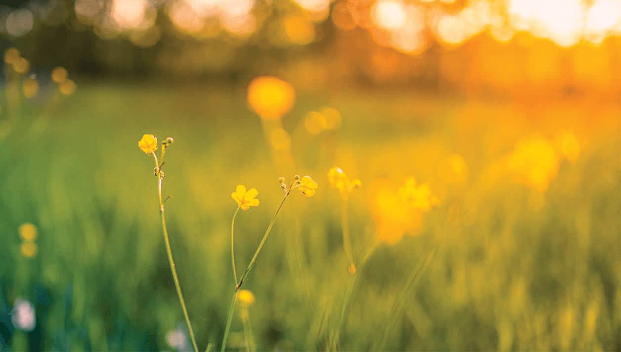 Step into spring and build your summer dreams.